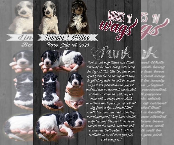 Medium Photo #4  Breeder Profile in PRAIRIE VIEW, KS, USA