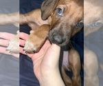 Small #26 Breeder Profile image