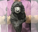 Small #6 Breeder Profile image