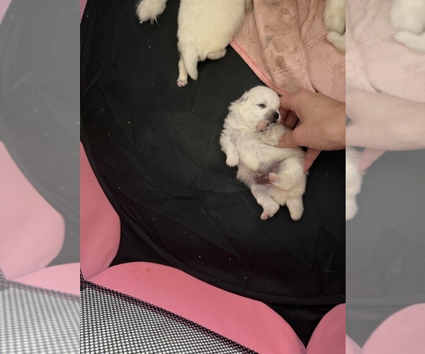 Medium Photo #5  Breeder Profile in HOLLYWOOD, FL, USA