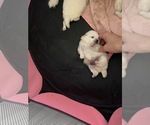 Small #4 Breeder Profile image