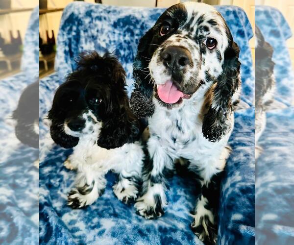 Medium Photo #1  Breeder Profile in HIALEAH, FL, USA
