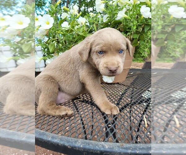 Medium Photo #1  Breeder Profile in BUNKER, MO, USA