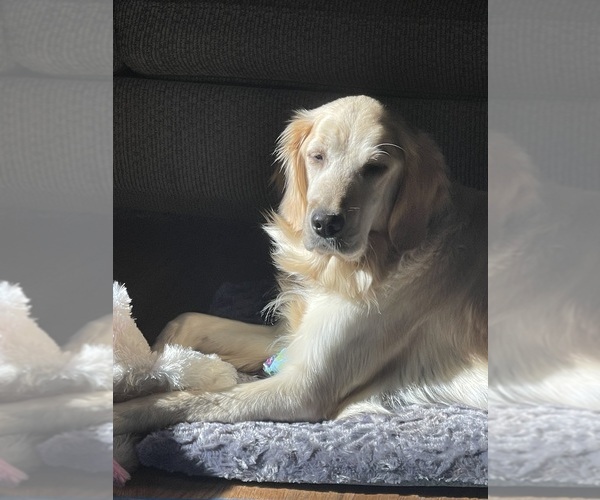 Medium Photo #7  Breeder Profile in FAIR PLAY, SC, USA