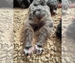 Small #102 Breeder Profile image