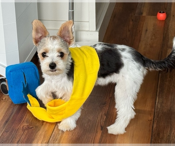 Medium Photo #3  Breeder Profile in CLAYTON, GA, USA