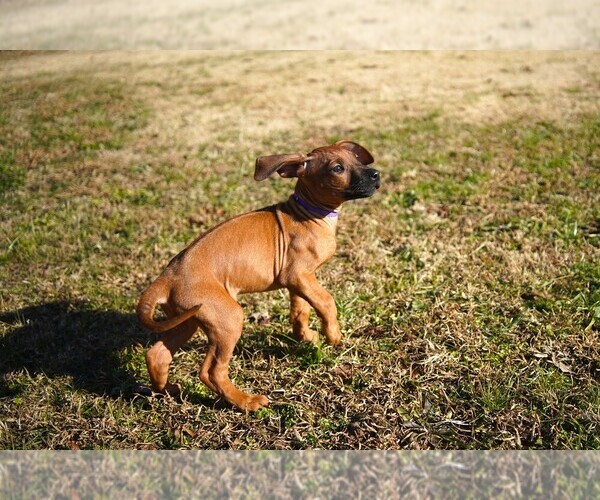 Medium Photo #5  Breeder Profile in ONEIDA, TN, USA