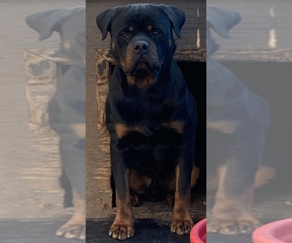 Medium Photo #7  Breeder Profile in HUGHESVILLE, MD, USA