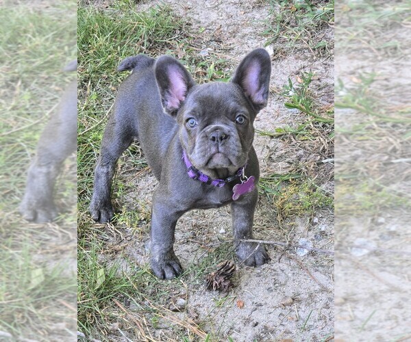 Medium Photo #9  Breeder Profile in COLUMBUS, GA, USA
