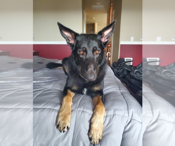 Medium Photo #1  Breeder Profile in PULLMAN, WA, USA