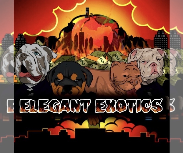 Medium Photo #1  Breeder Profile in ATLANTA, GA, USA