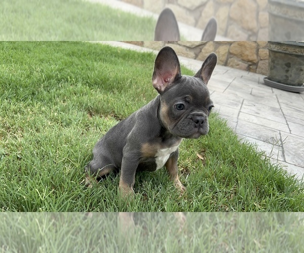 Medium Photo #1  Breeder Profile in EL PASO, TX, USA