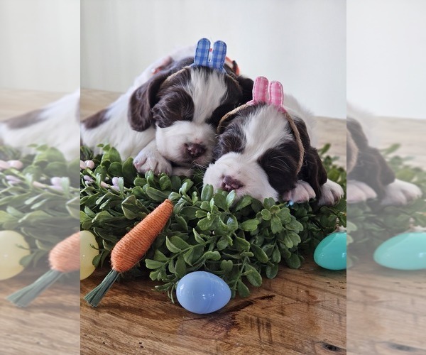 Medium Photo #1  Breeder Profile in JONESBOROUGH, TN, USA
