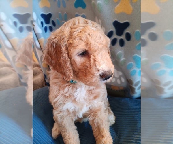 Medium Photo #1  Breeder Profile in MONTELLO, WI, USA