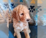 Small breeder photo
