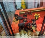 Small breeder photo