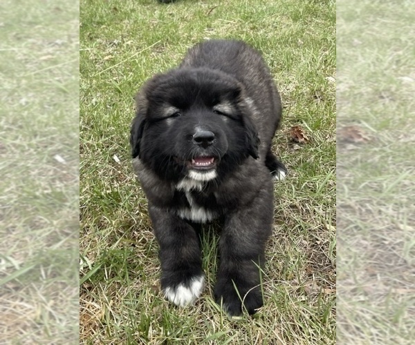 Medium Photo #57  Breeder Profile in TWINING, MI, USA