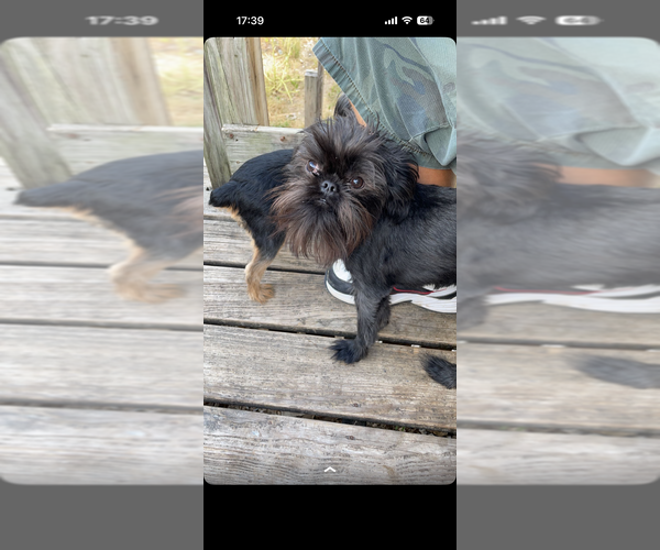 Medium Photo #11  Breeder Profile in SPRING BRANCH, TX, USA