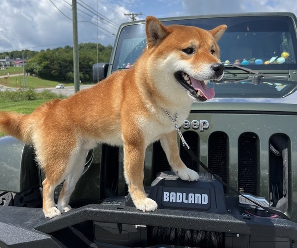 Medium Photo #13  Breeder Profile in THOMASTON, GA, USA