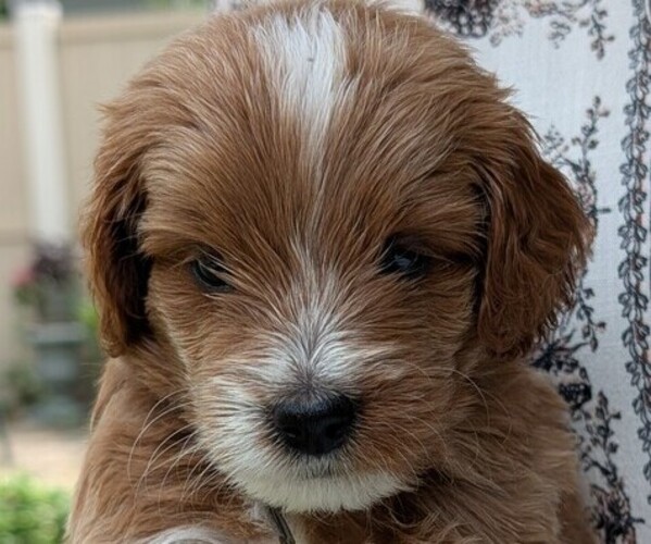 Medium Photo #1  Breeder Profile in SYCAMORE, IL, USA