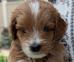 Miniature Labradoodle Dog Breeder near SYCAMORE, IL, USA