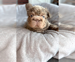 Small #1 Breeder Profile image