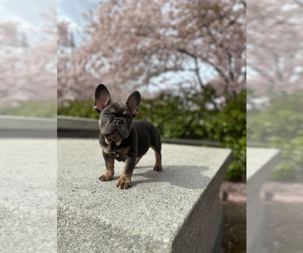 Medium Photo #14  Breeder Profile in LAKEWOOD RANCH, FL, USA