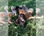 Small breeder photo