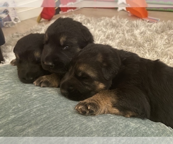 Medium Photo #1  Breeder Profile in MORENO VALLEY, CA, USA