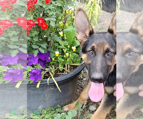 Medium Photo #1  Breeder Profile in EVANS, WA, USA