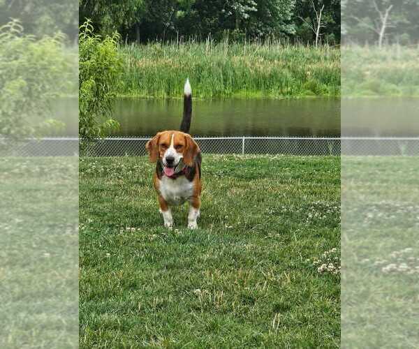 Medium Photo #4  Breeder Profile in LAKE STATION, IN, USA