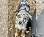 Small #34 Breeder Profile image
