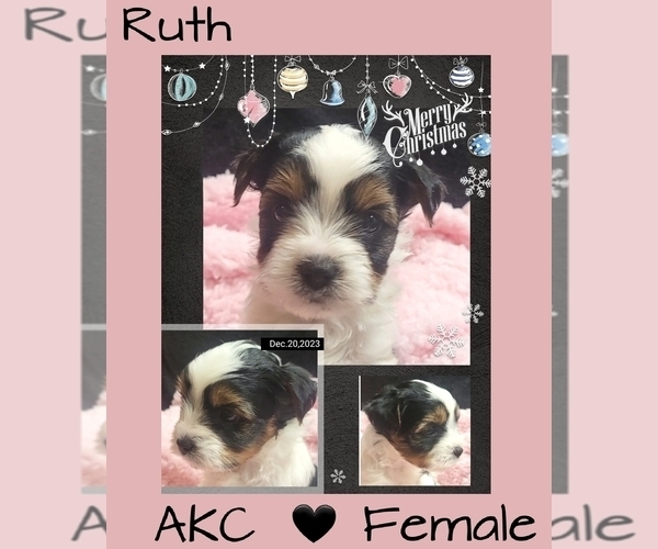 Medium Photo #29  Breeder Profile in FT WORTH, TX, USA