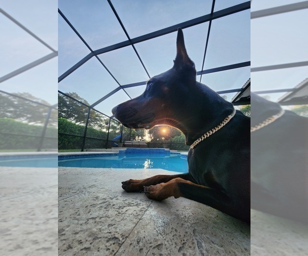 Medium Photo #18  Breeder Profile in FORT LAUDERDALE, FL, USA