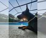 Small #17 Breeder Profile image