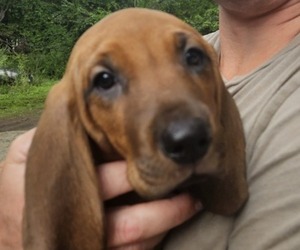 Redbone Coonhound Dog Breeder near BEDFORD, NH, USA