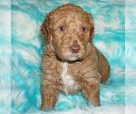 Small breeder photo