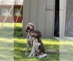 Labradoodle Dog Breeder near PORTLAND, MI, USA