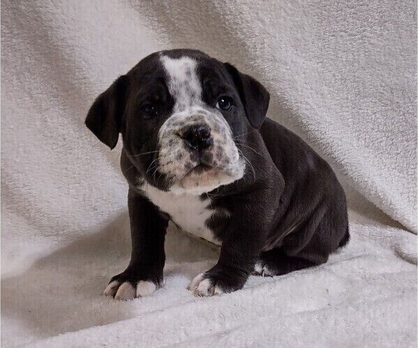 Medium Photo #2  Breeder Profile in CHETEK, WI, USA