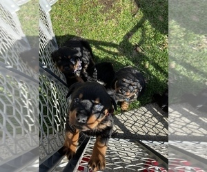 Rottweiler Dog Breeder near HAMBURG, NJ, USA