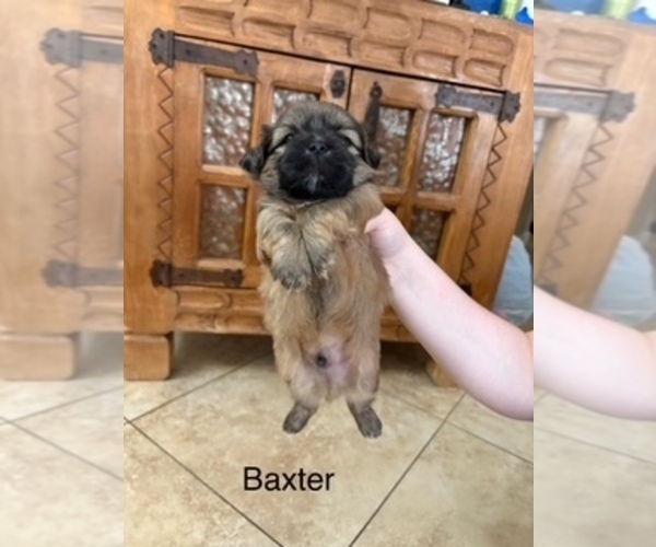 Medium Photo #68  Breeder Profile in SCOTTSDALE, AZ, USA