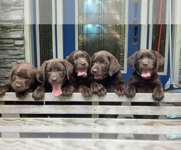 Medium Photo #1  Breeder Profile in JAMESTOWN, PA, USA