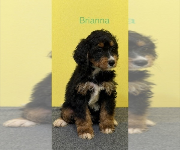 Medium Photo #5  Breeder Profile in KINGSPORT, TN, USA