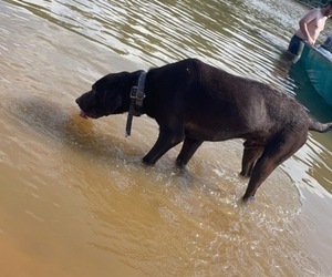Labrador Retriever Dog Breeder near PICAYUNE, MS, USA