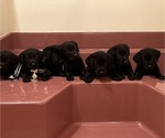 Small #18 Breeder Profile image