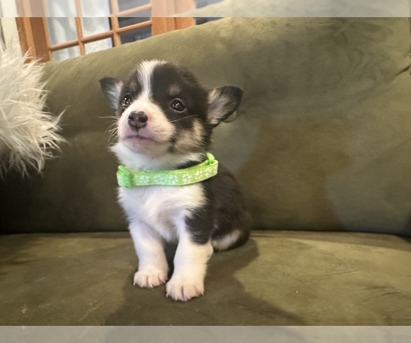 Medium Photo #13  Breeder Profile in PERKINSVILLE, VT, USA