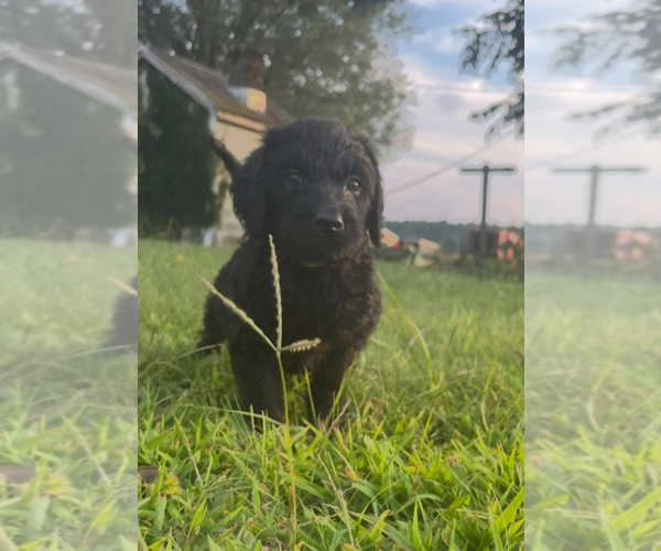 Medium Photo #5  Breeder Profile in WAVERLY, VA, USA
