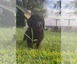 Small #4 Breeder Profile image