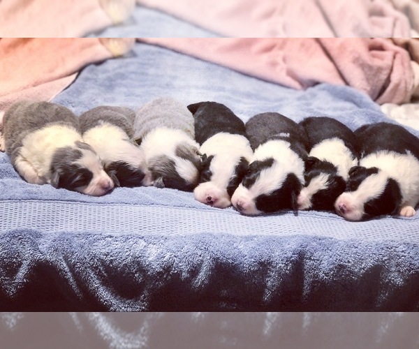 Medium Photo #5  Breeder Profile in BRYANTOWN, MD, USA