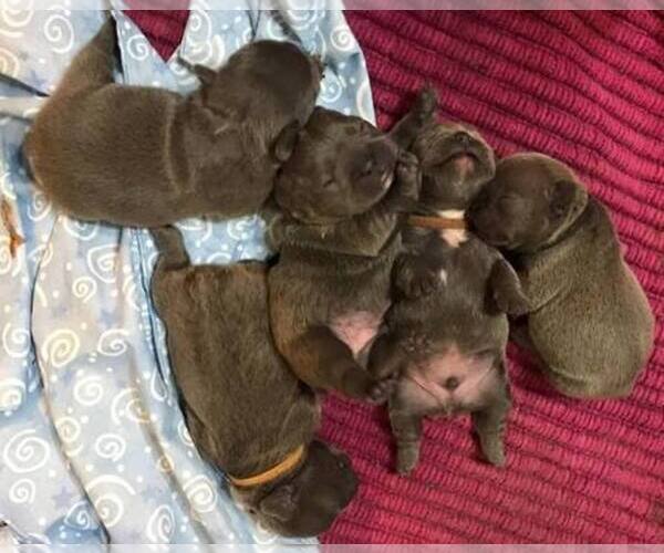 Medium Photo #1  Breeder Profile in LOS ANGELES, CA, USA
